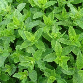 Mięta Cytrynowa | Hydrolat aromatyczny