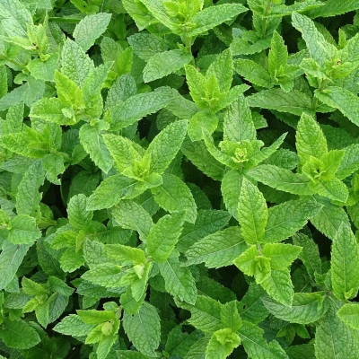 Hydrolat aromatyczny z mięty cytrynowej
