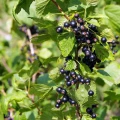 black-currant-1508528_1920