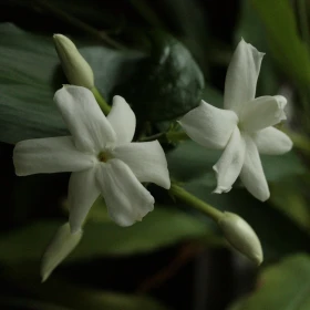 Jaśmin Grandiflorum | Wosk kwiatowy