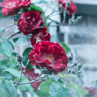 rose-1547761_1920