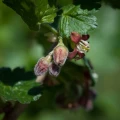 currant-1441146_1920