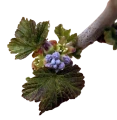 blacckurrant_buds-5109115_1280-removebg-preview.png